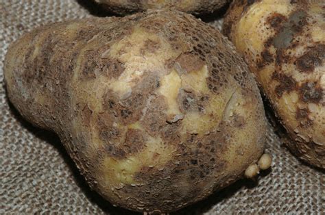 Kartoffelkrankheiten in Bildern: Krautfäule, Kartoffelschorf und Co ...