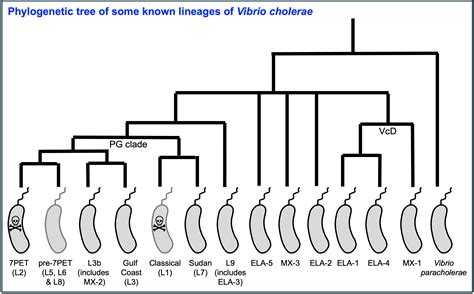 Module 1.2: Classification of Vibrio cholerae — Vibriowatch 0.1 documentation