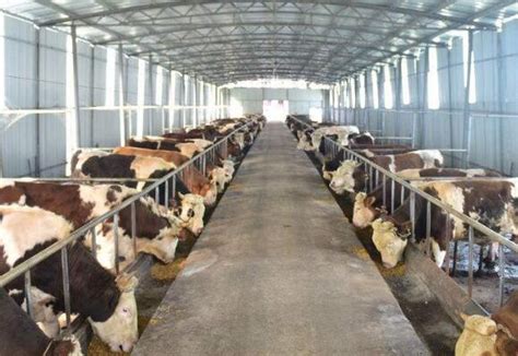 湖北恩施西门塔尔牛大型养牛场 400--500斤左右繁殖母牛的价格 吉林四平 福成五丰-食品商务网