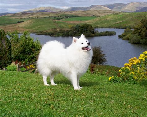 Japanese Spitz - Puppies, Rescue, Pictures, Information, Temperament, Characteristics | Animals ...