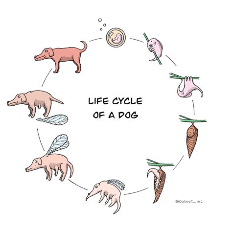 Life Cycle of a Dog [OC] : r/comics