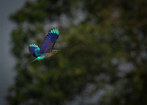 Birds of the North East, Shillong 2025 - SFC Asia