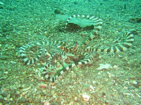 FRENCH KISS DIVERS MARIPIPI (2026) All You Need to Know BEFORE You Go ...