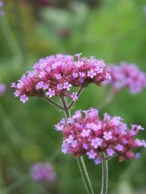 Free Images : nature, blossom, field, meadow, bloom, herb, insect ...