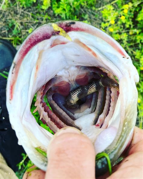 Do Bass Have Teeth