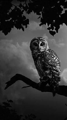 Black Owl Wallpaper Iphone by Owl Iphone Wallpapers Top Free Owl Iphone Backgrounds Black Owl Wallpaper Iphone
