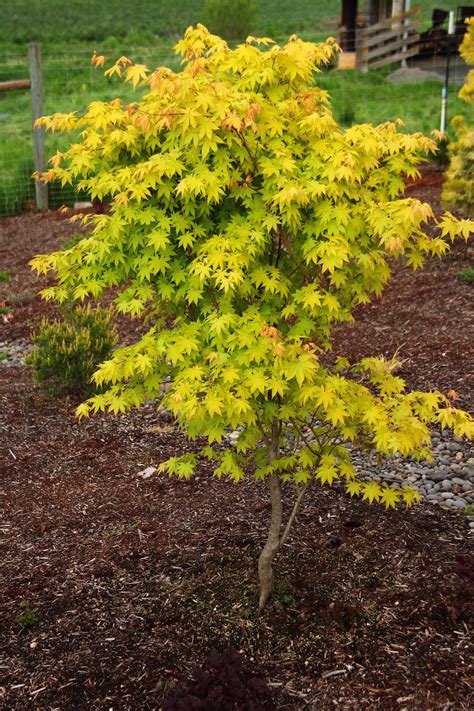 Acer palmatum sango kaku – Artofit