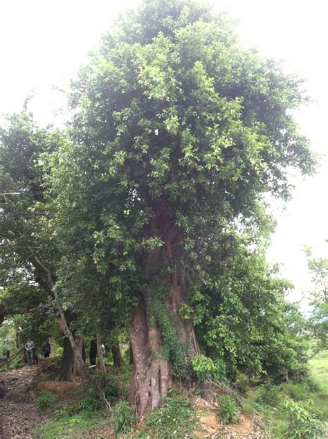 公司介绍 - 平阳县陈美莲花木种植场