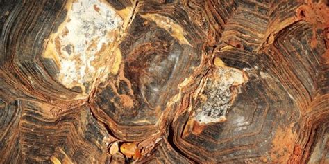 Image result for Tortoise Bottom Shell Fell Off