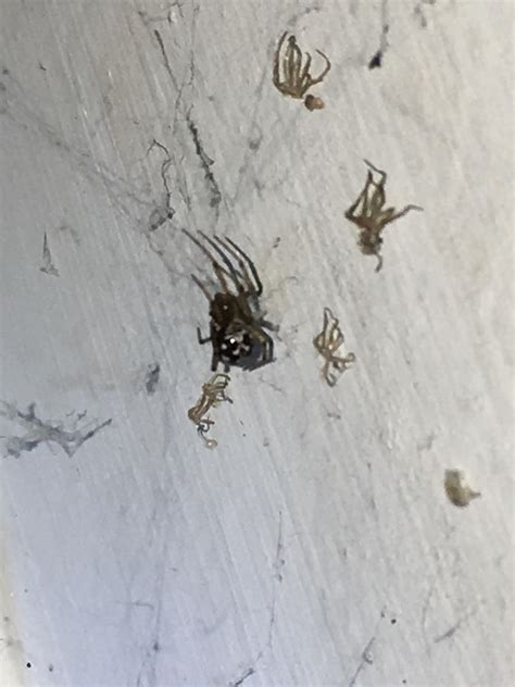 Black Widow Babies On Back