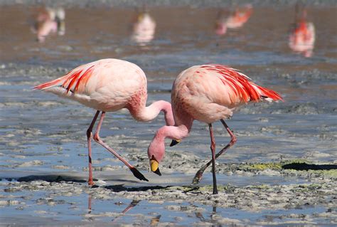 Flamingo Facts for Kids - Flamingo Behavior & Diet