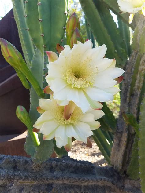 Cactus Flower Plant