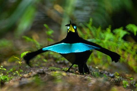 National Geographic Birds Of Paradise