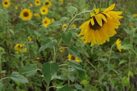 Helianthus annuus cv.