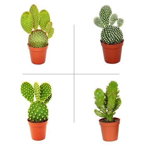 Buy Opuntia Plant (Pack of 4 Varieties) - Bunny Ear Cactus online at ...