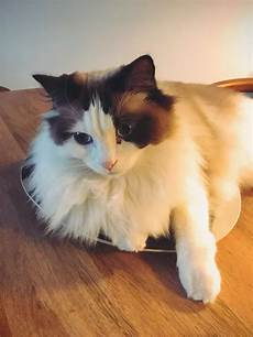 ragdoll mix what are some special cares for ragdoll mix cats quora ragdoll mix what are some special cares for ragdoll mix cats quora