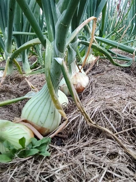 How To Harvest And Store Onions