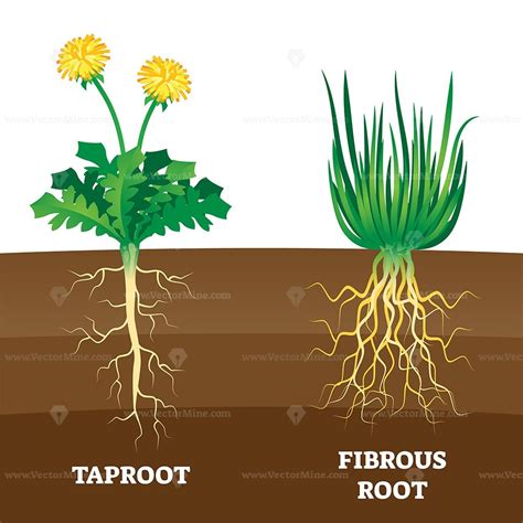 Image result for The Three Types of Root