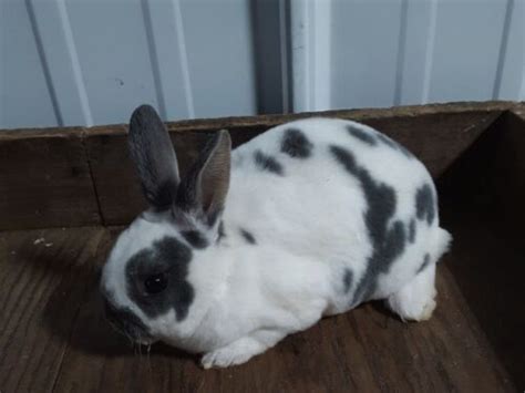 Image result for Mini Rex Varieties