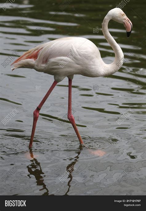 White Flamingo Bird