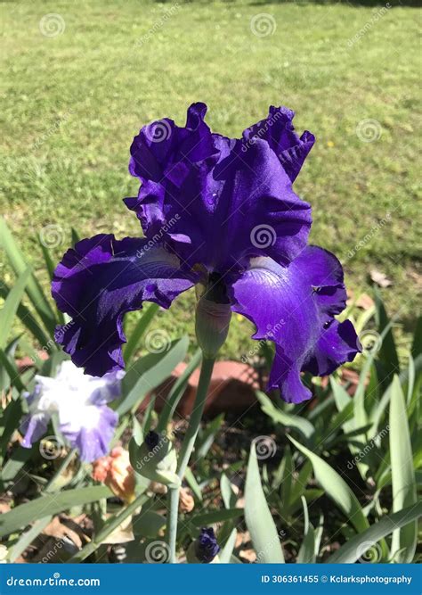 Beautiful Deep Purple German Tall Bearded Iris with White Beards Stock ...