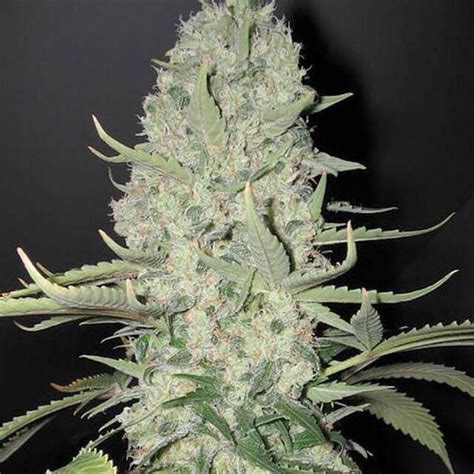 Biodiesel Fast Version Biological Seeds FEM | Original Seeds Store