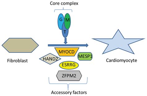 JCDD | Special Issue : Highlights of the 2013 Berlin Meeting of the ESC ...