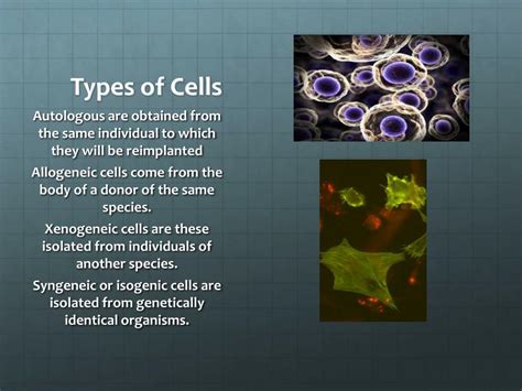 What Is Tissue Engineering 的图像结果