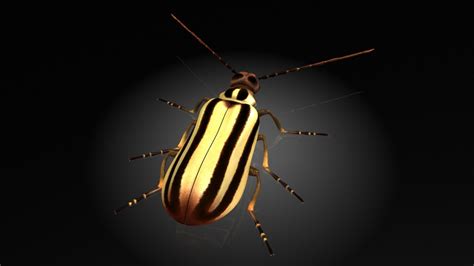 Meloidae Blister Beetle 3D Model - TurboSquid 1327084