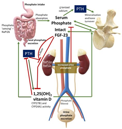 Phosphate in Primary Hyperparathyroidism | Encyclopedia MDPI