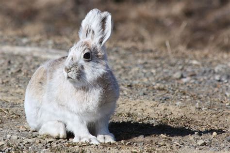 7 Animals That Turn White in Winter | Why, Camoflage, Melanin, and Examples | Britannica