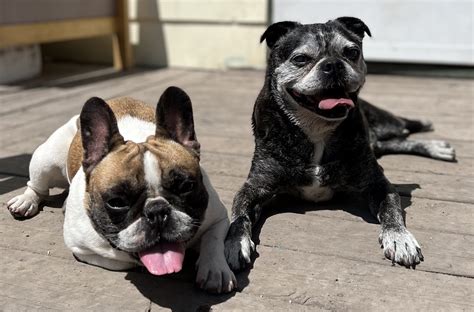 About Us - Pawadise Pet Care