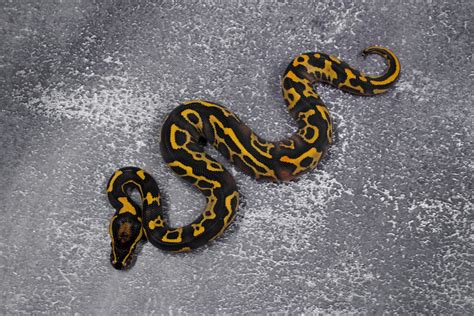 Image result for Leopard Freeway Ball Python