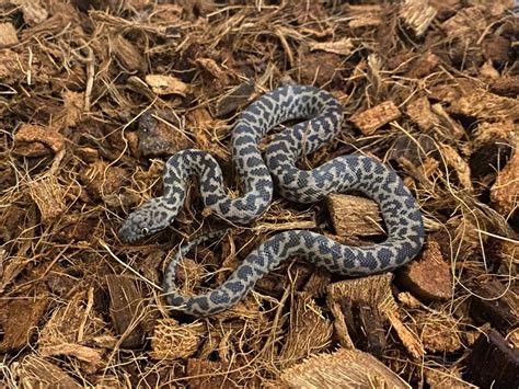 Image result for Keeping Spotted Python's