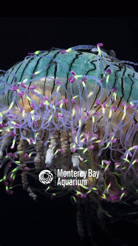 Flower Hat Jellyfish