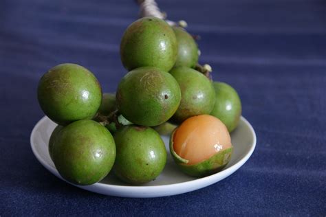 Spanish Lime - D's Fruit Trees