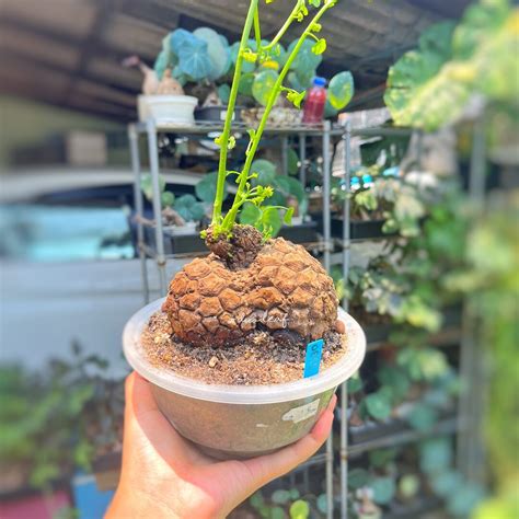 Buy Rare Giant Stephania Suberosa Caudex Plant – 415g | Unique Feng ...