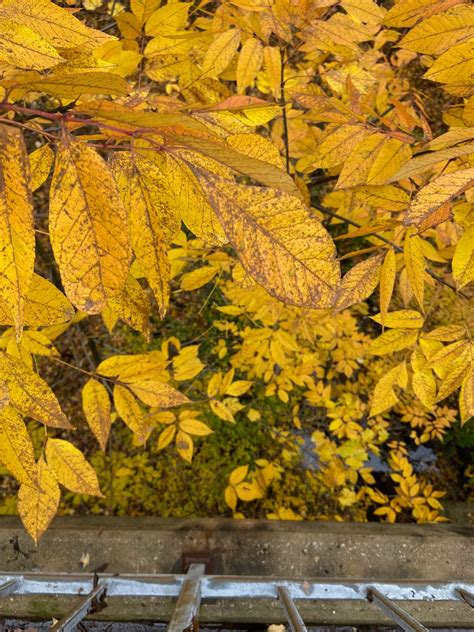 Leaves of gold - Bruce Black - Medium