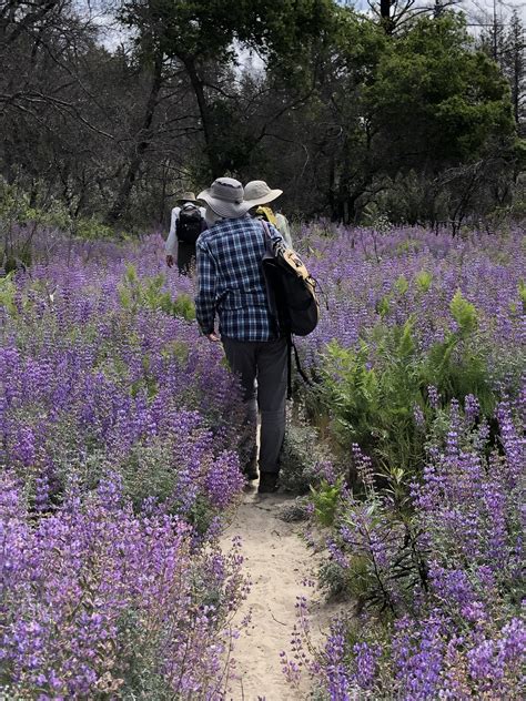 Past Field Trip to Bonny Doon Ecological Reserve - Santa Cruz Chapter ...