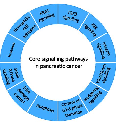 Genetic evolution of pancreatic cancer: lessons learnt from the ...