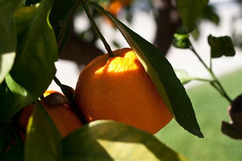 Locally Grown Produce 的图像结果