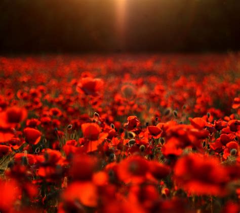 Field of Roses Wallpapers - 4k, HD Backgrounds on WallpaperBat