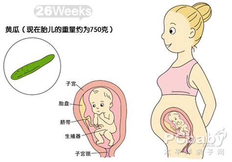 【大图】怀孕图解26周_怀孕21-30周图解_科普图库_太平洋亲子网