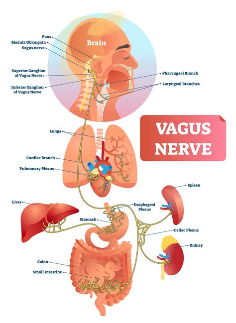 What Affects Vagus Nerve