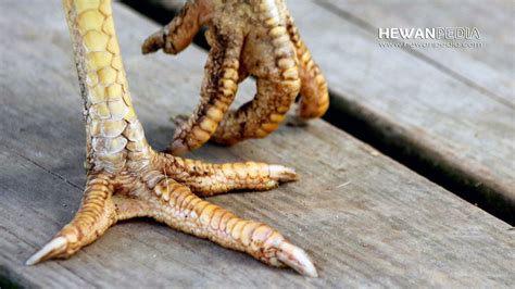 rahasia sisik kaki ayam pembunuh
