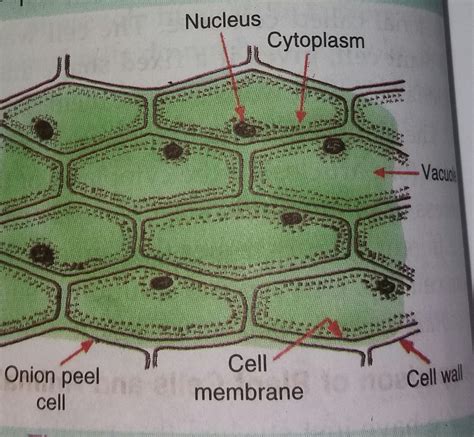 Onion Skin Cell Labeled