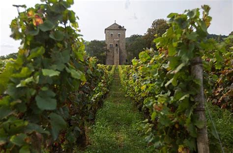 Sour Grapes: Bad Weather to Bring Europe Worst Harvest in 50 Years