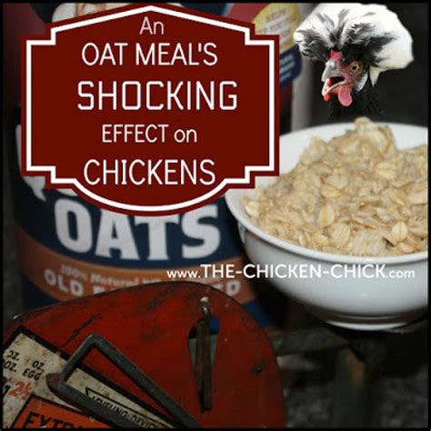 Oatmeal Eat Chickens at Antonio Fore blog