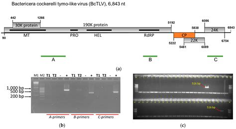 Bactericera cockerelli Picorna-like Virus and Three New Viruses Found ...