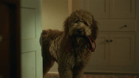 'Lessons In Chemistry' Gives Us The Goodest Boy Of 2023 - TV Shows